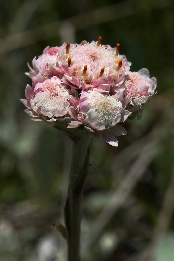 Antennaria dioica (Mountain Everlasting)