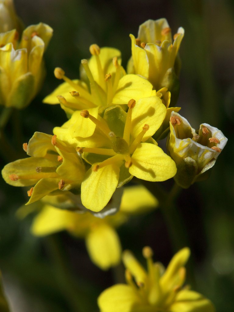 Draba aizoides (Yellow Whitlowgrass)