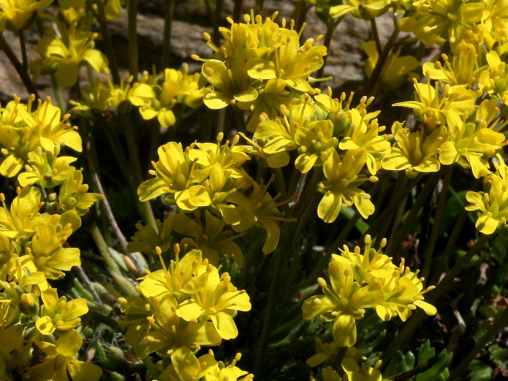 Draba aizoides (Yellow Whitlowgrass)