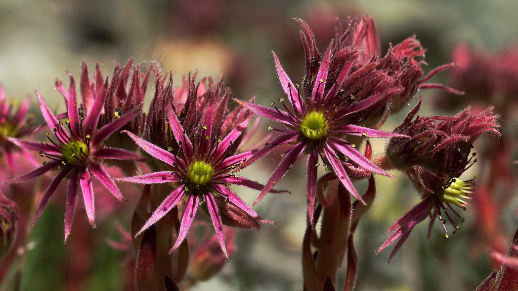 Sempervivum montanum (Mountain House-leek)