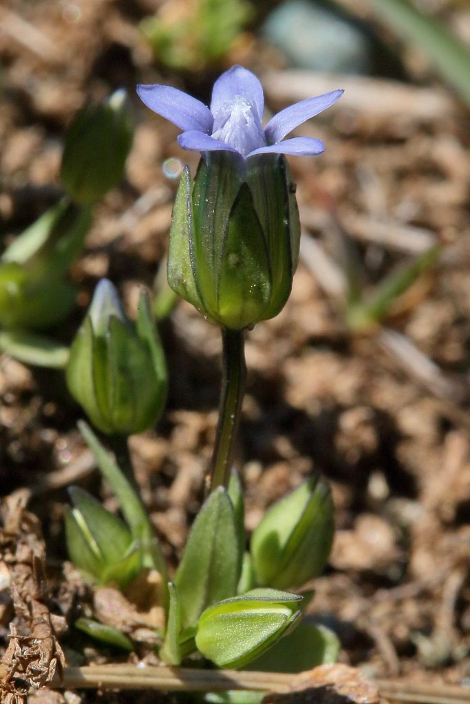 Gentiana tenella (Tender Gentian)