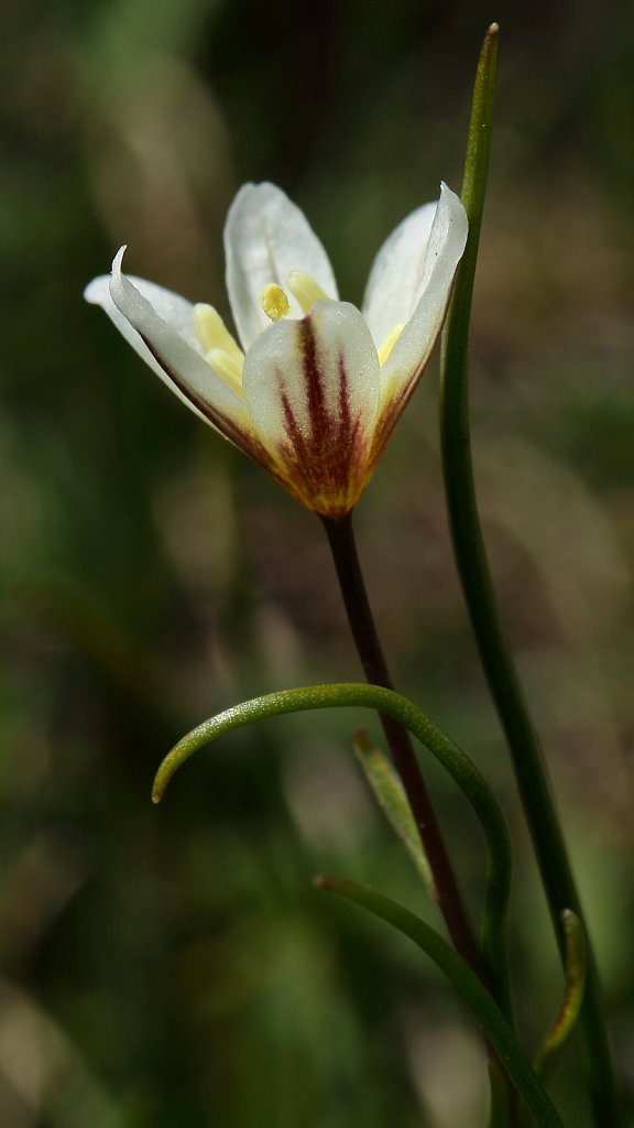 Lloydia serotina (Snowdon Lily)