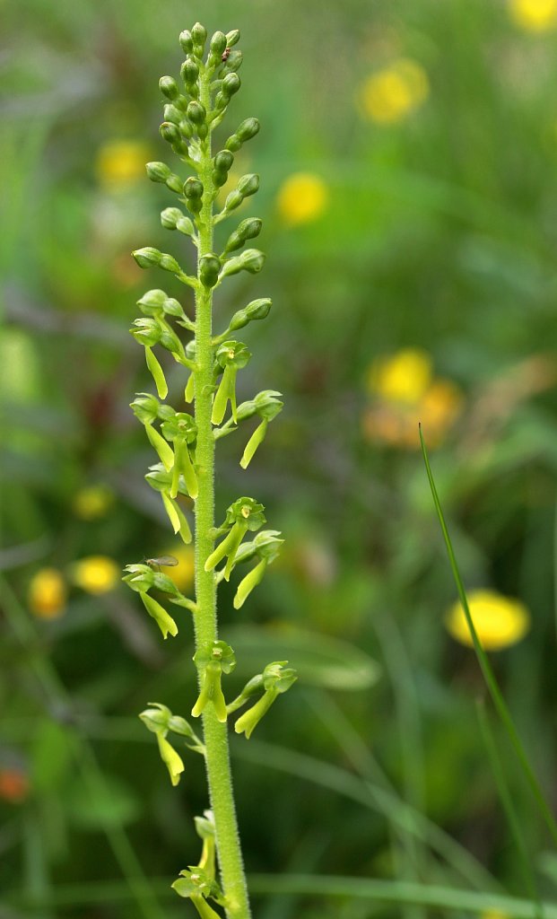 Listera ovata (Common Twayblade)