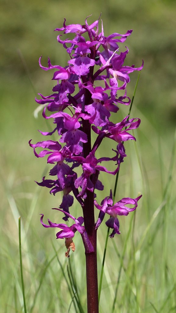 Orchis mascula (Early-purple Orchid)
