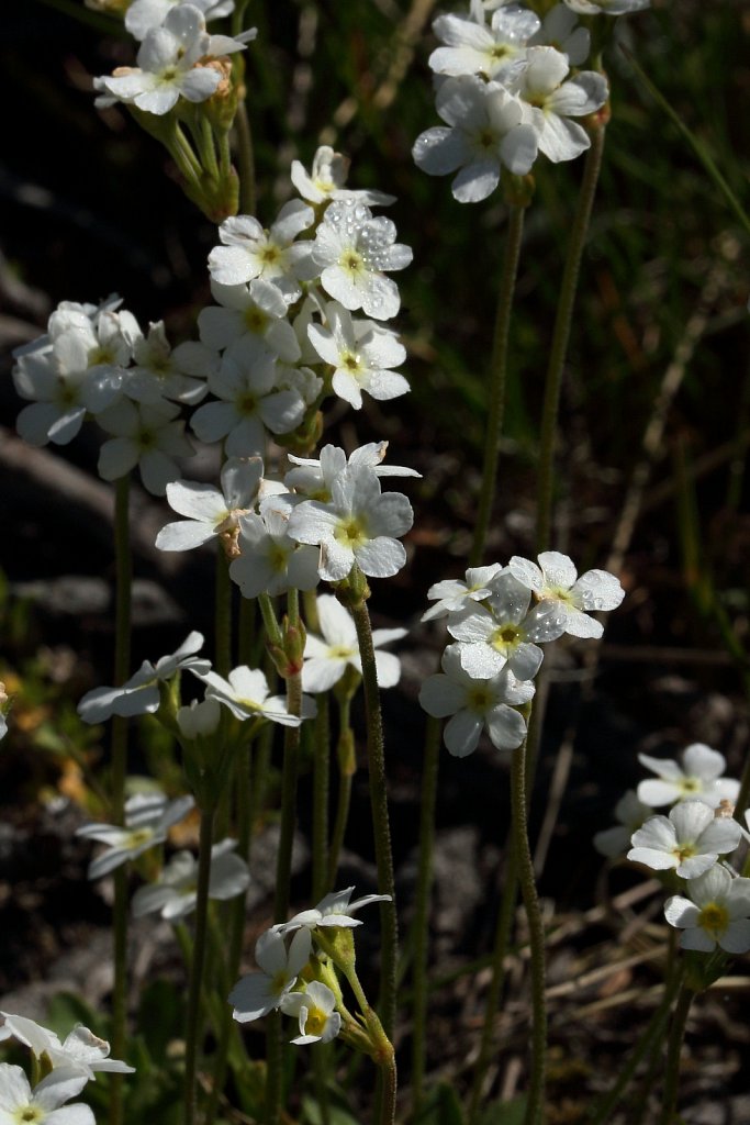 Androsace obtusifolia (Obtuse-leaved Rock-jasmine)