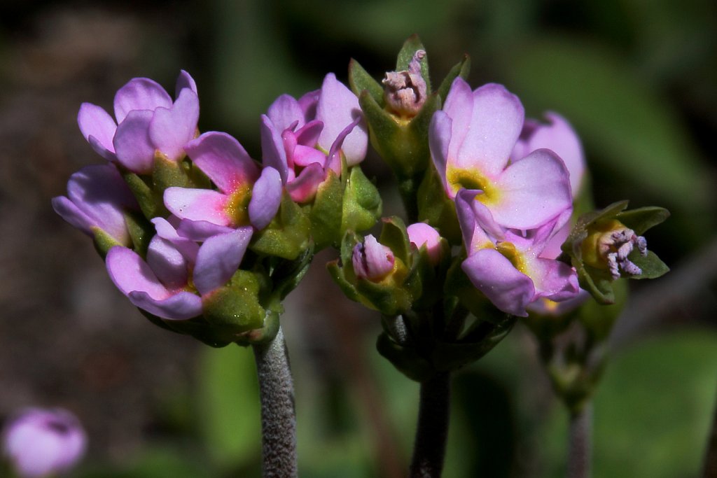 Androsace puberula (Flesh-coloured Rock-jasmine)