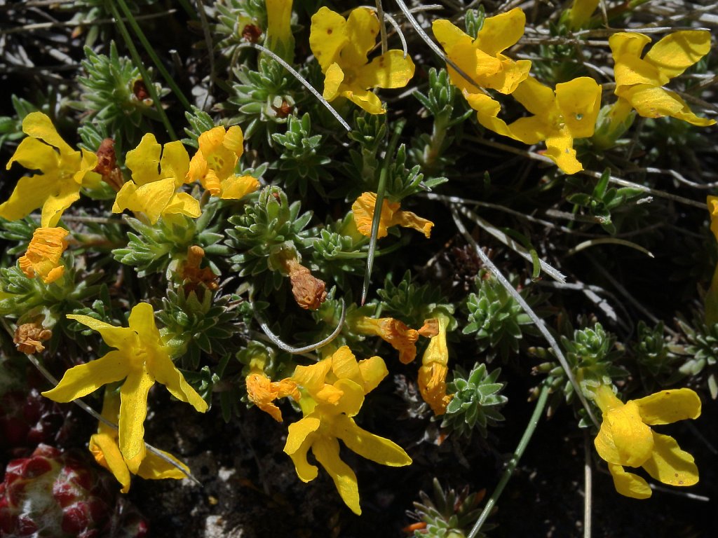 Androsace vitaliana (Yellow Rock-jasmine)