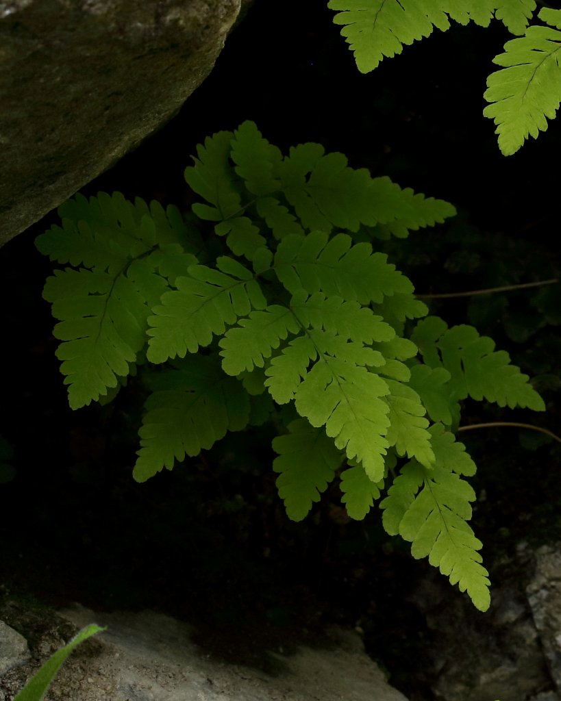 Gymnocarpium dryopteris (Oak Fern)
