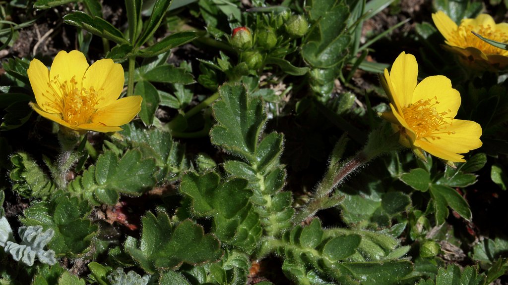 Geum montanum (Alpine Avens)