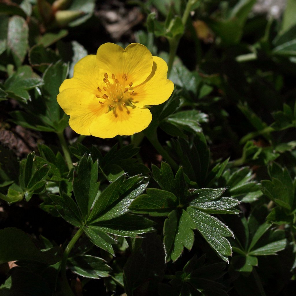 Potentilla aurea (Golden Cinquefoil)