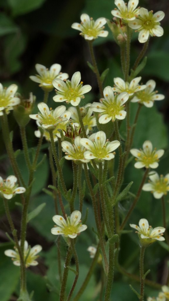Saxifraga exarata ssp exarata (White Musky Saxifrage)