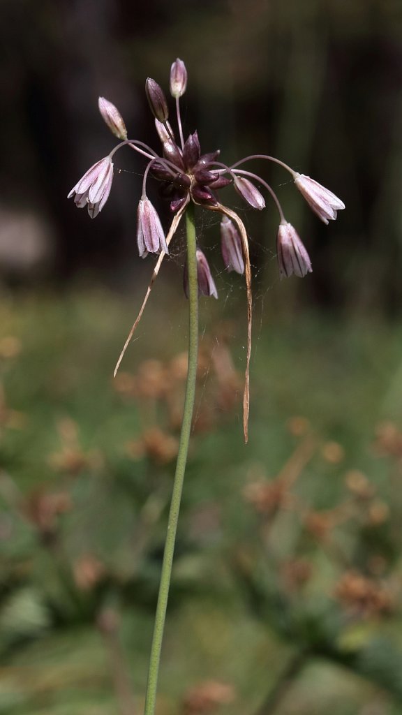 Allium oleraceum (Field Garlic)