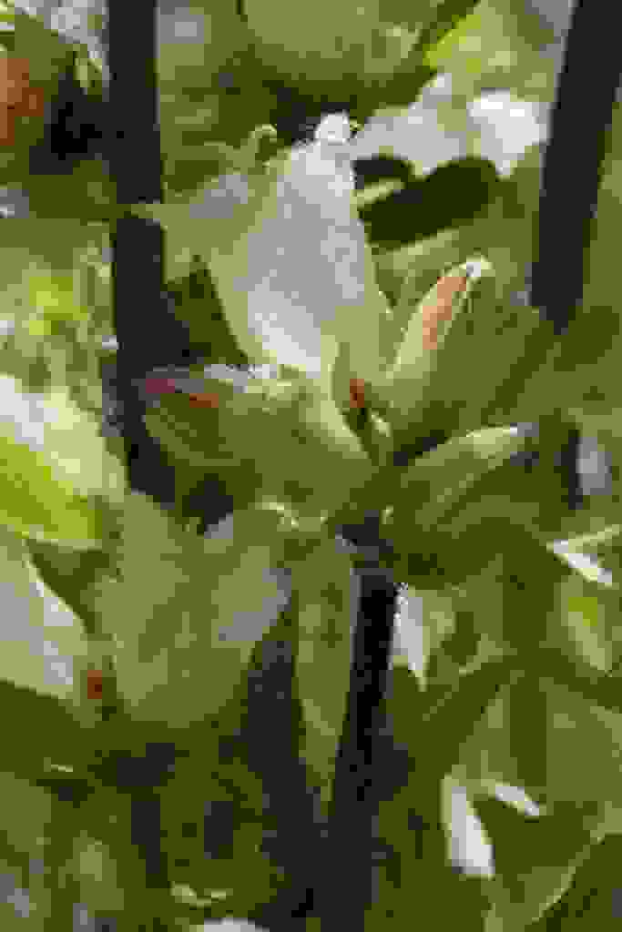Campanula thyrsoides (Tufted Bellflower)