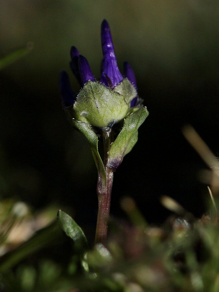 Phyteuma globulariifolium ssp pedemontanum (Globularia-leaved Rampion)