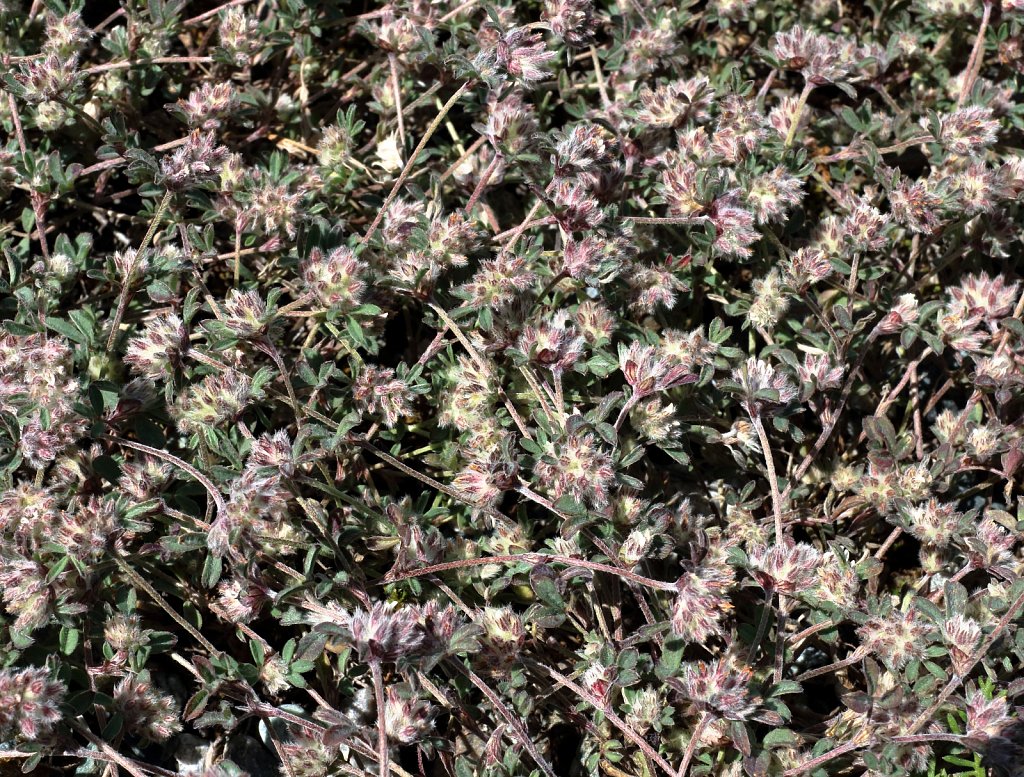Trifolium saxatile (Rock Clover)
