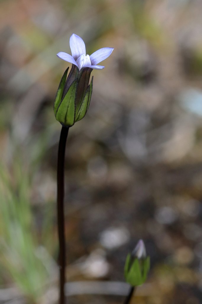 Gentiana tenella (Tender Gentian)