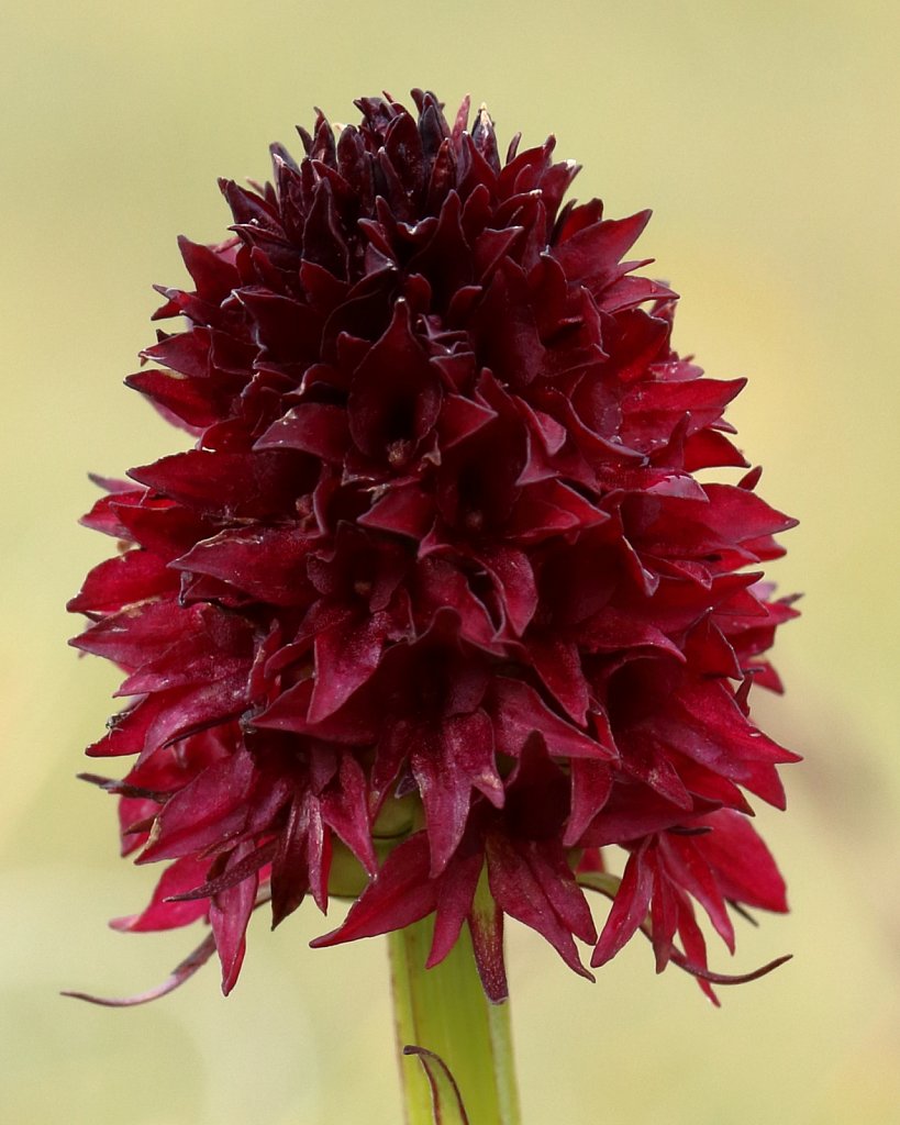 Nigritella rhellicani (Black Vanilla Orchid)