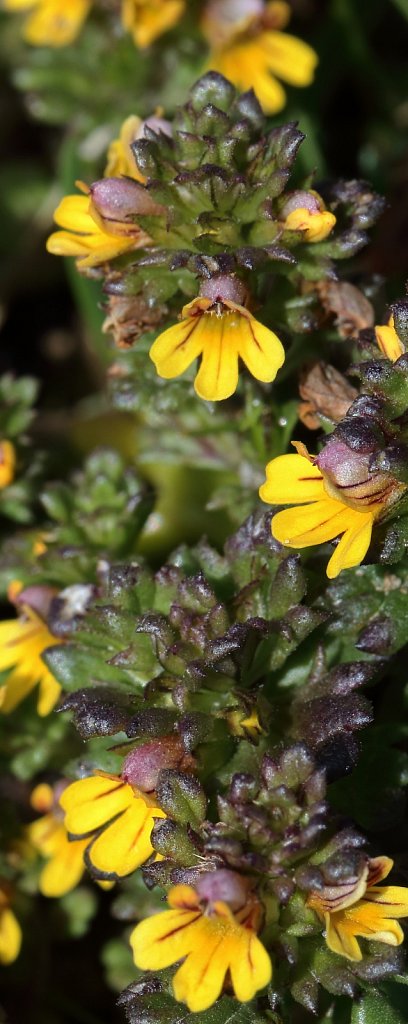 Euphrasia minima (Dwarf Eyebright)