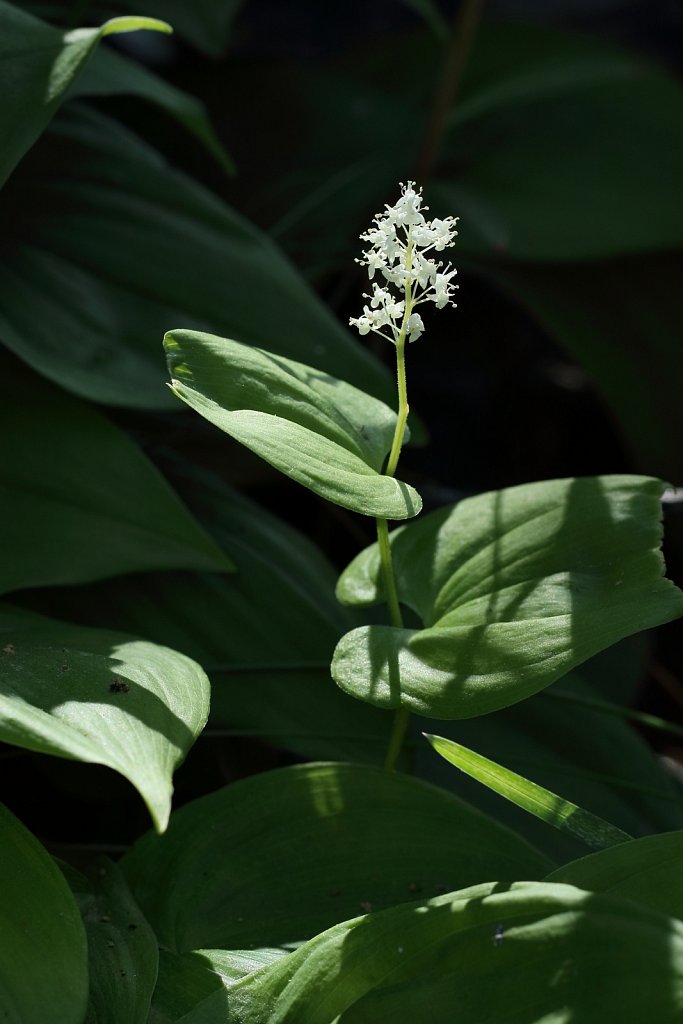 Maianthemum bifolium (May Lily)