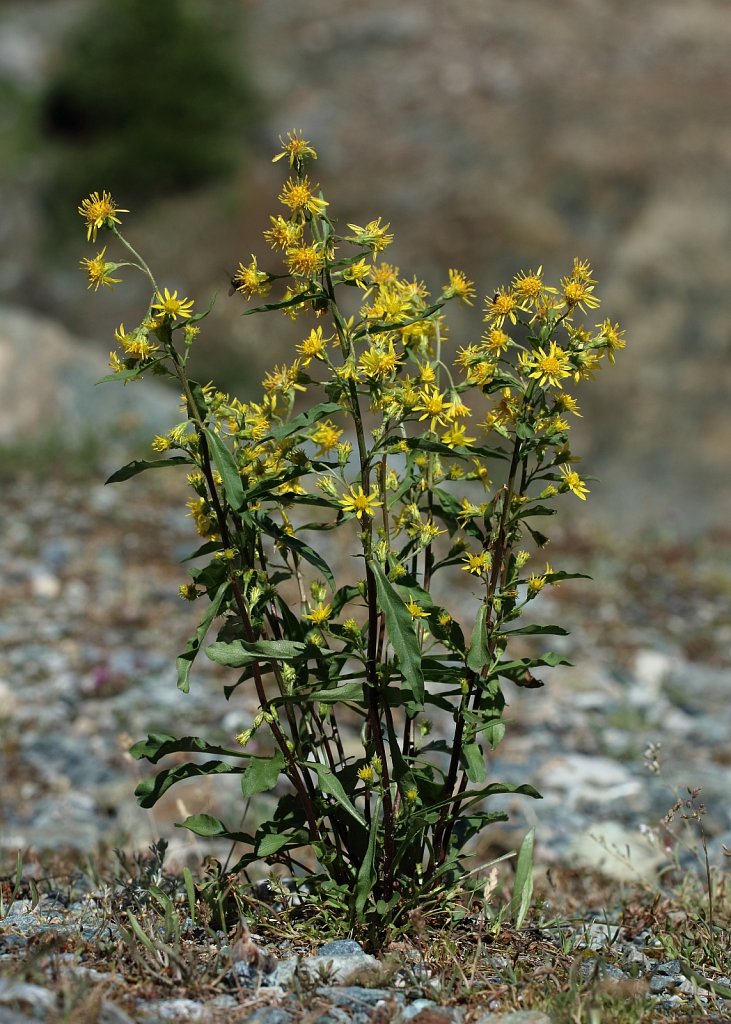 Solidago virgaurea ssp minuta (Alpine Goldenrod)