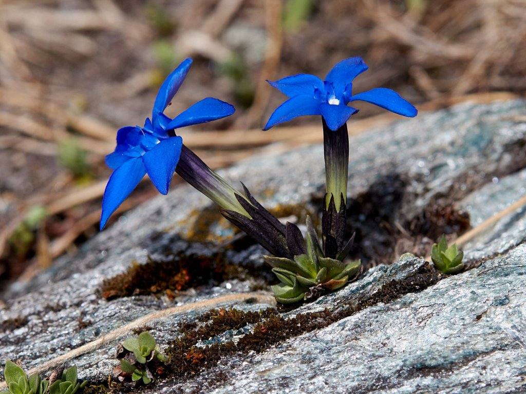 Gentiana schleicheri (Schleicher's Gentian)