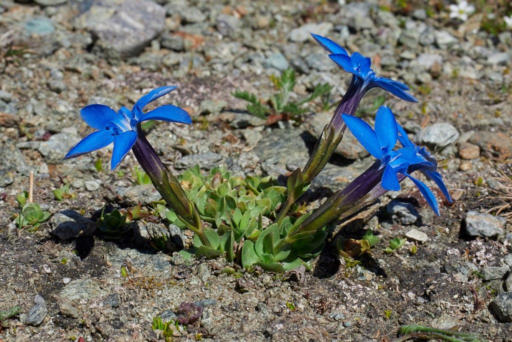 Gentiana brachyphylla (Short-leaved Gentian)