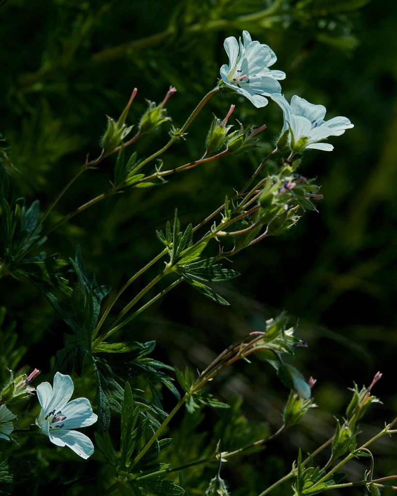 Geranium rivulare (River Crane's-bill)