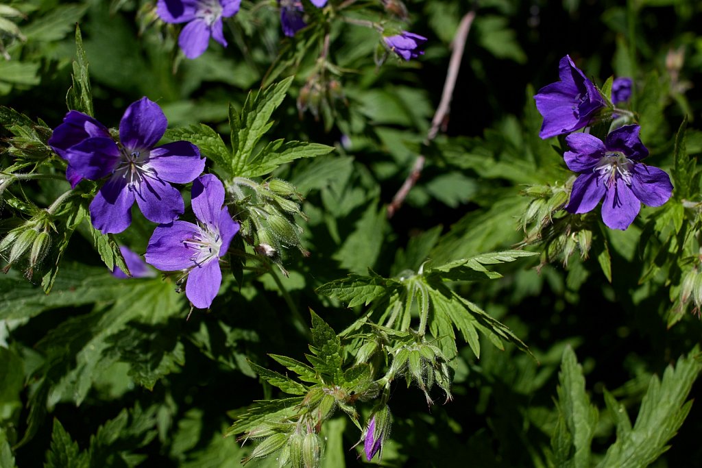 Geranium sylvaticum (Wood Crane's-bill)