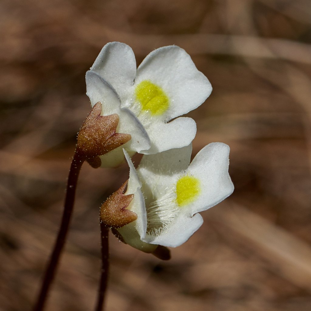 Pinguicula alpina (Alpine Butterwort)