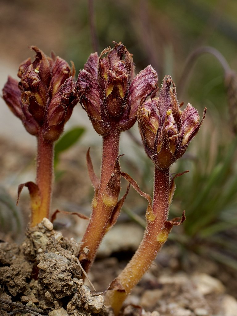 Orobanche spp