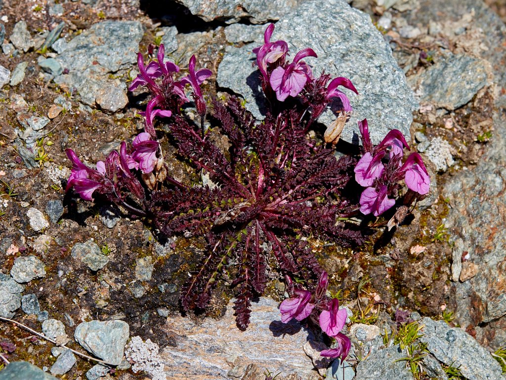 Pedicularis kerneri (Kerner's Lousewort)