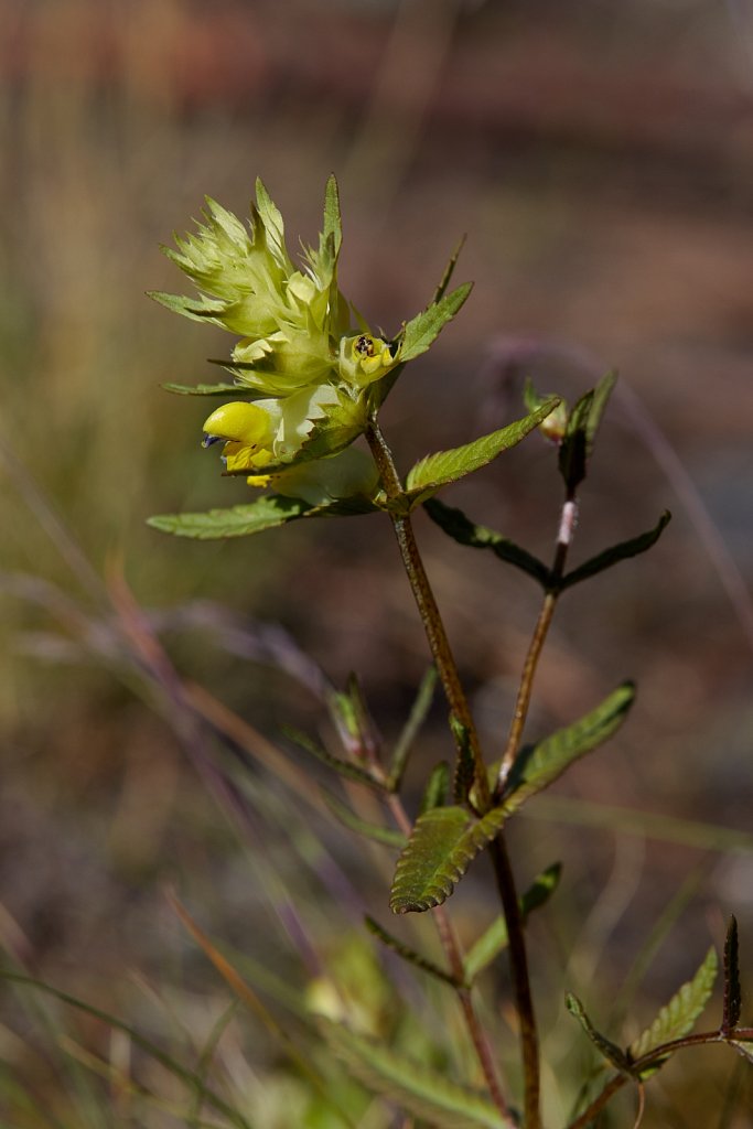 Rhinanthus glacialis (Aristate Yellow-rattle)