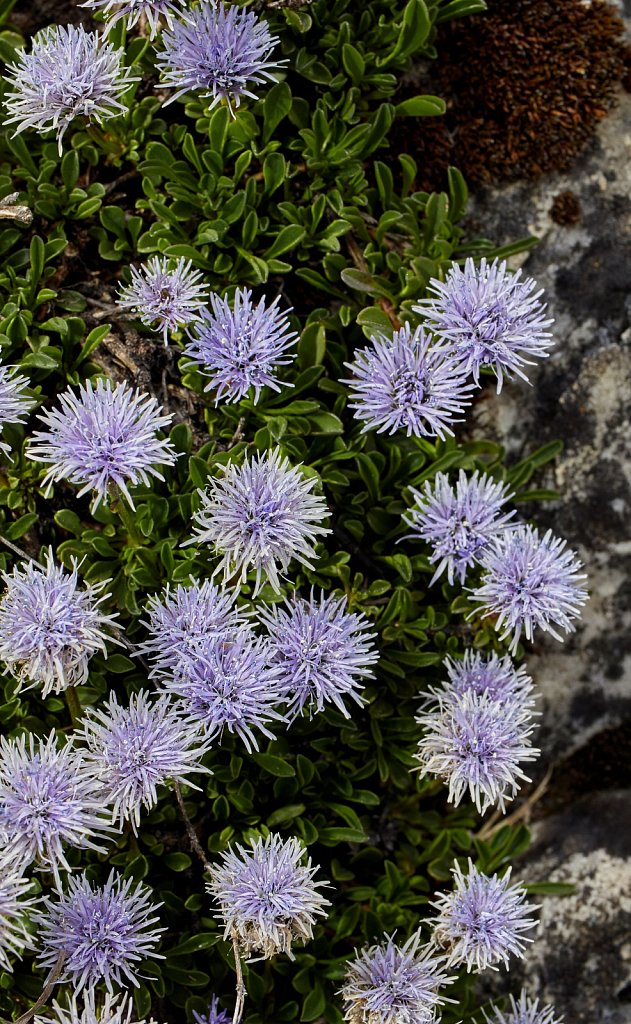 Globularia cordifolia (Heart-leaved Globularia)