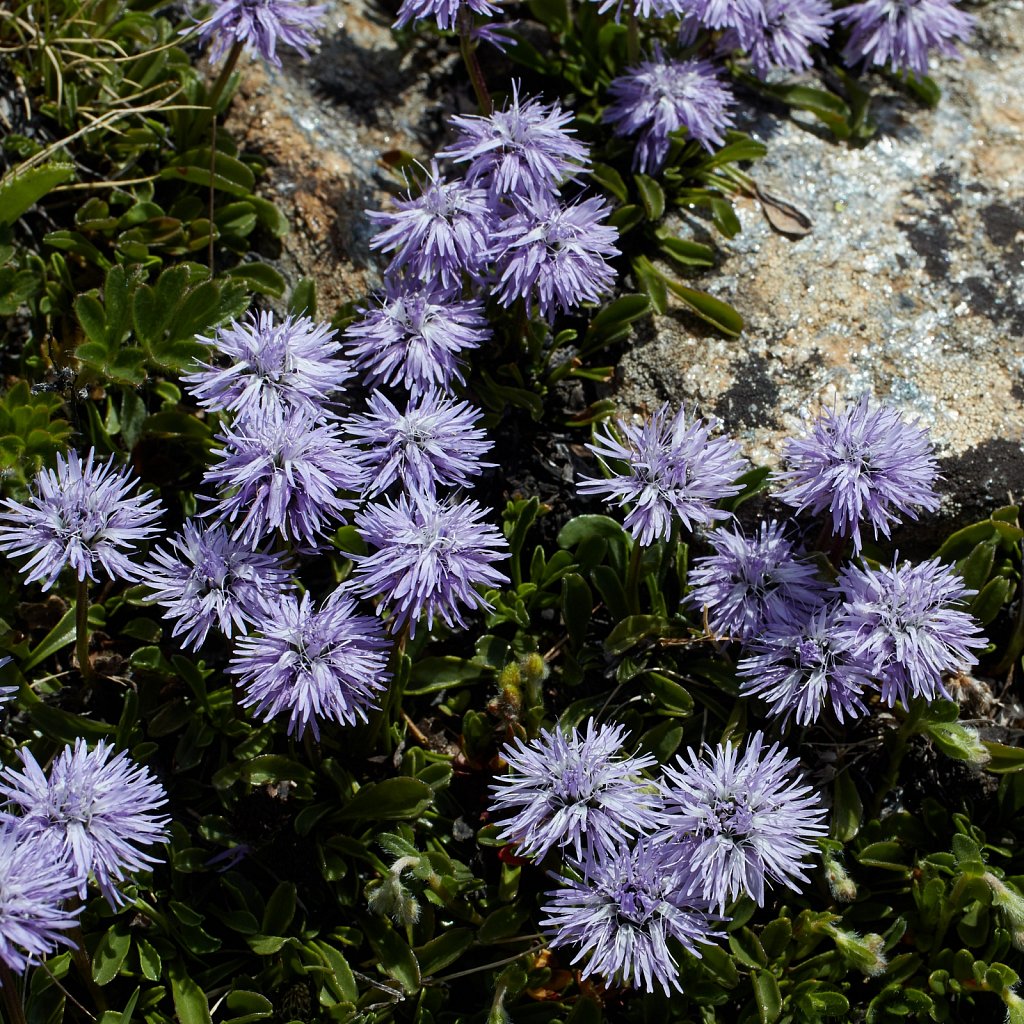 Globularia cordifolia (Heart-leaved Globularia)