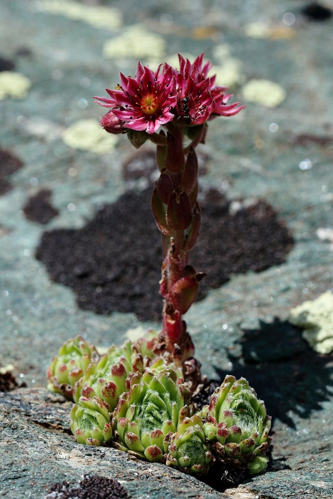 Sempervivum arachnoideum (Cobweb House-leek)