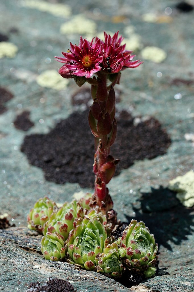 Sempervivum arachnoideum (Cobweb House-leek)