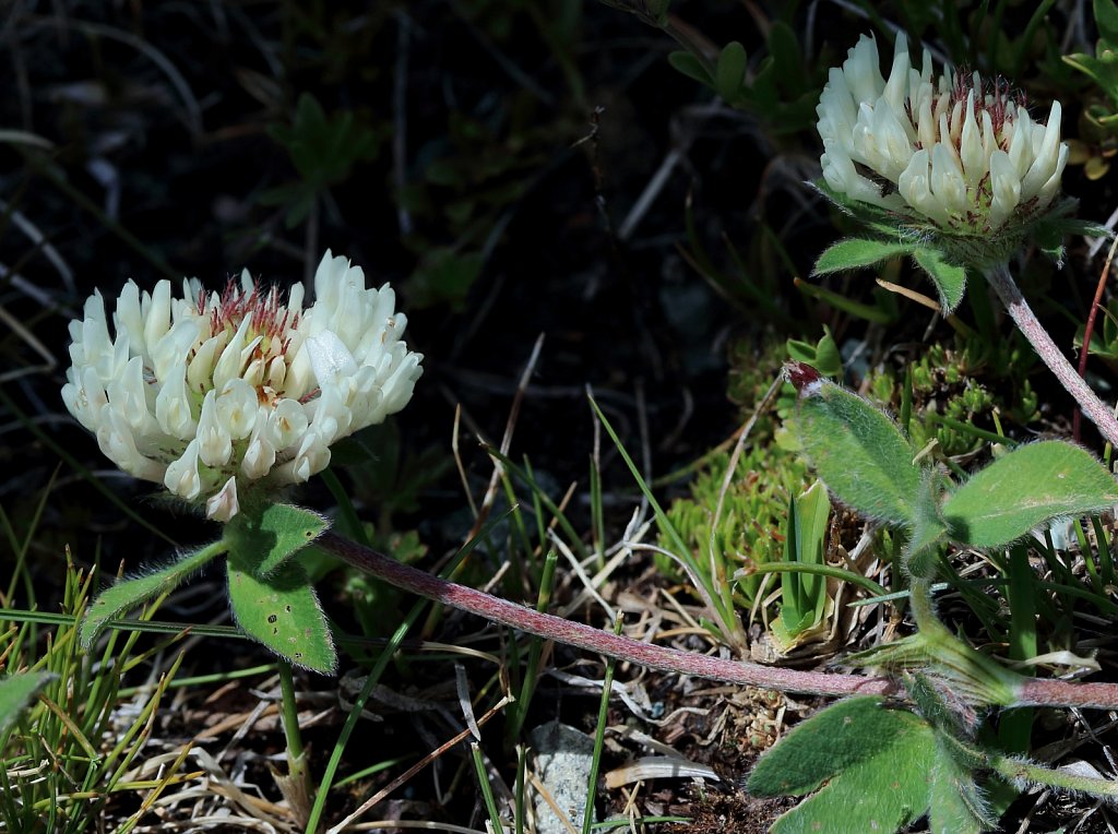 Trifolium pratense ssp nivale (Snow Clover)