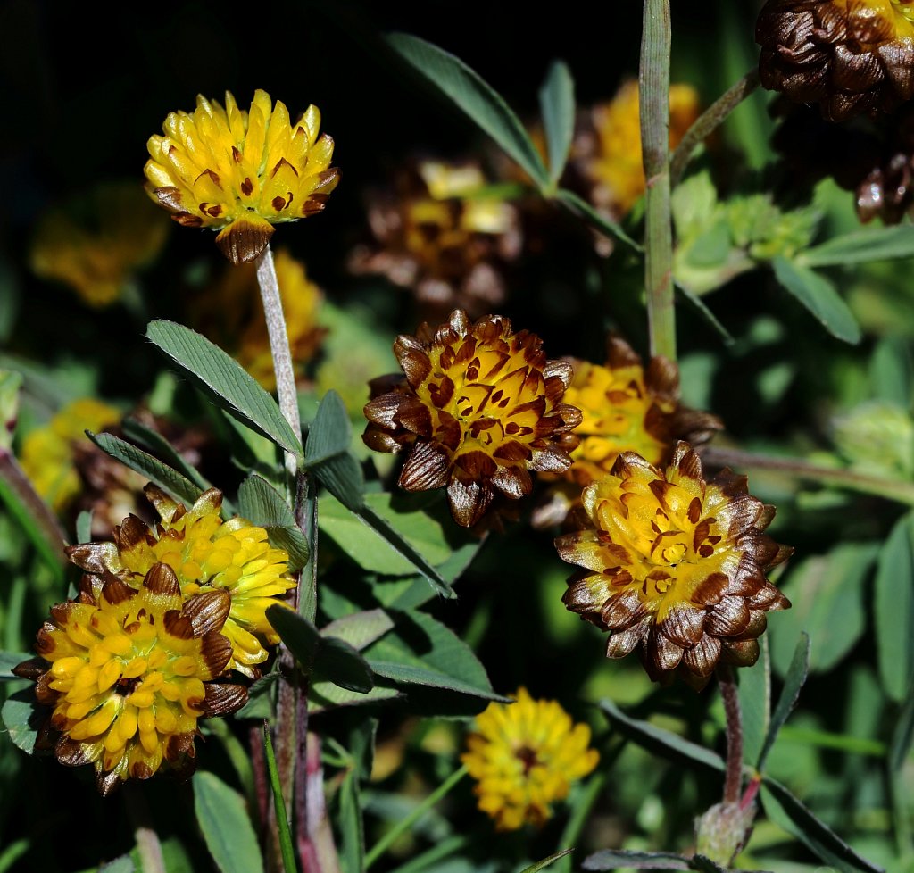 Trifolium badium (Brown Clover)