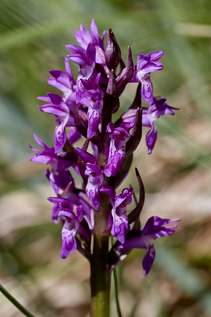 Dactylorhiza spp (a Marsh Orchid species)