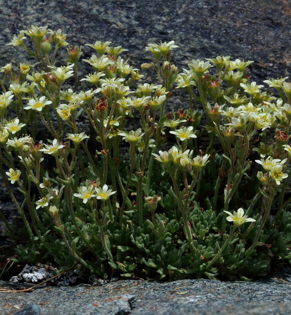 Saxifraga exarata (White Musky Saxifrage)