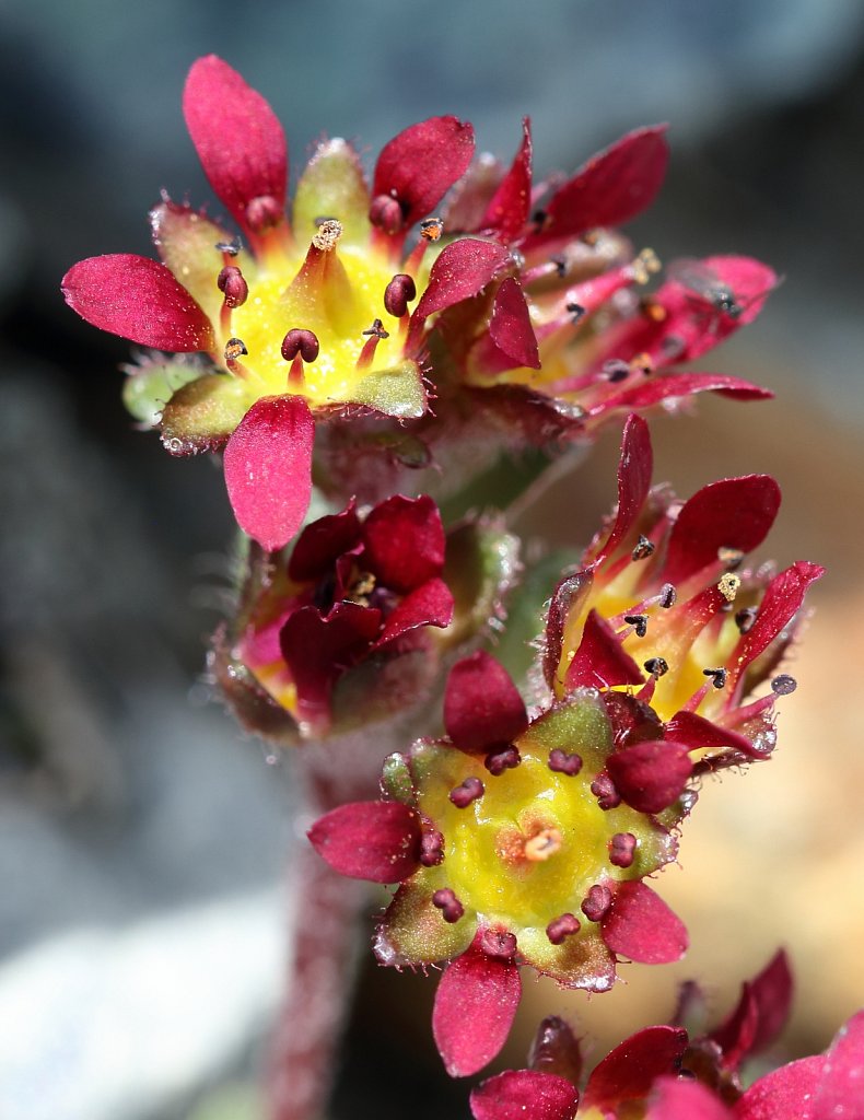 Saxifraga biflora (Two-flowered Saxifrage)