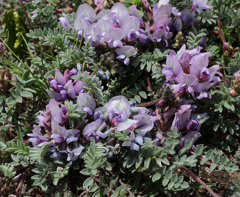 Oxytropis helvetica (Swiss Oxytropis)