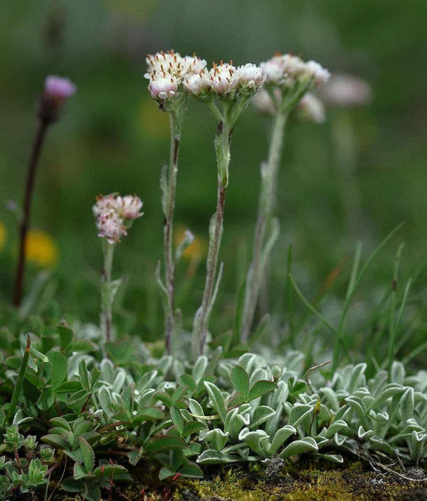 Antennaria dioica (Mountain Everlasting)