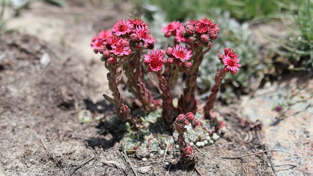 Sempervivum arachnoideum (Cobweb House-leek)