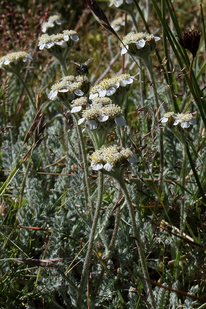 Achillea nana (Dwarf Yarrow)