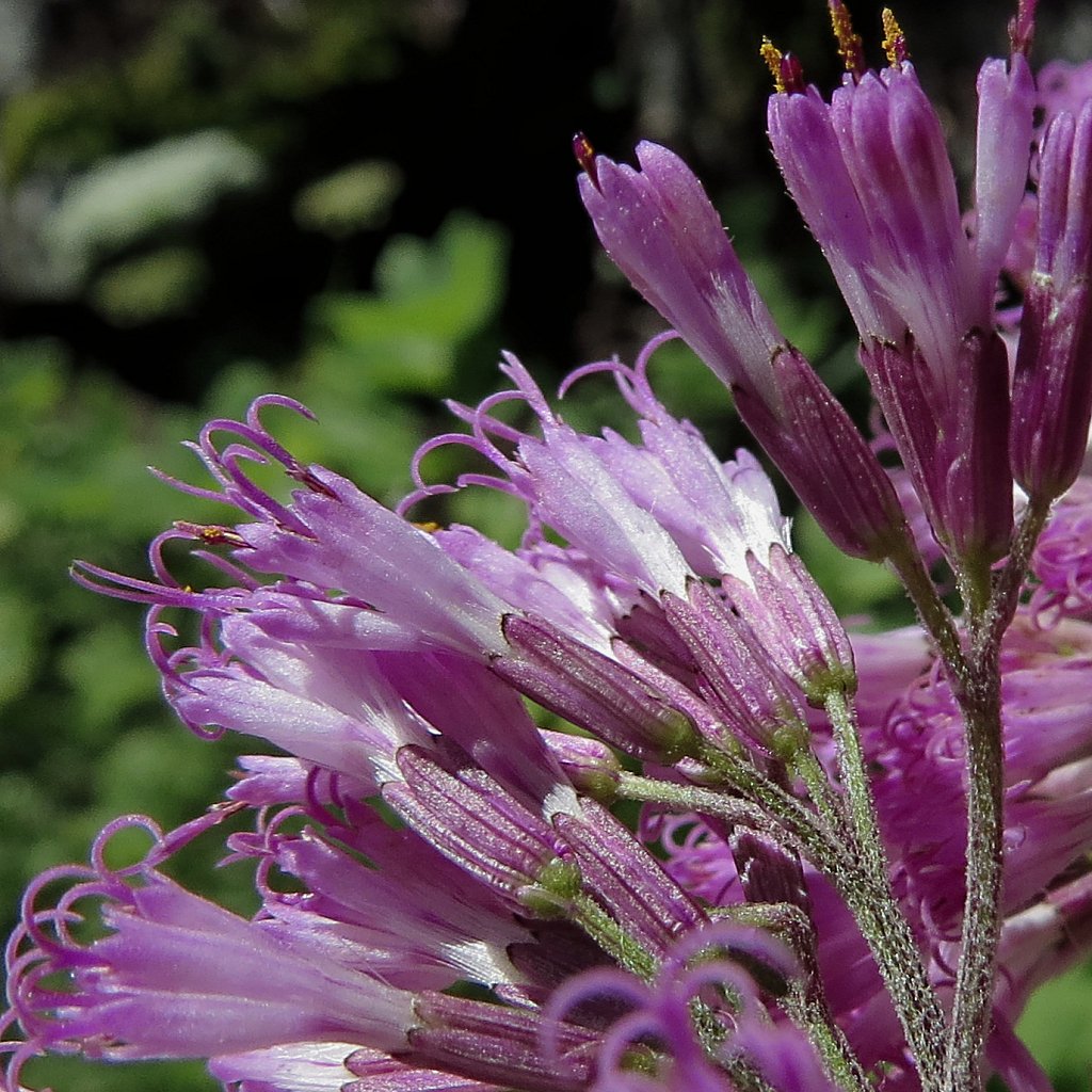 Adenostyles alliariae (Hedge-leaved Adenostyle)