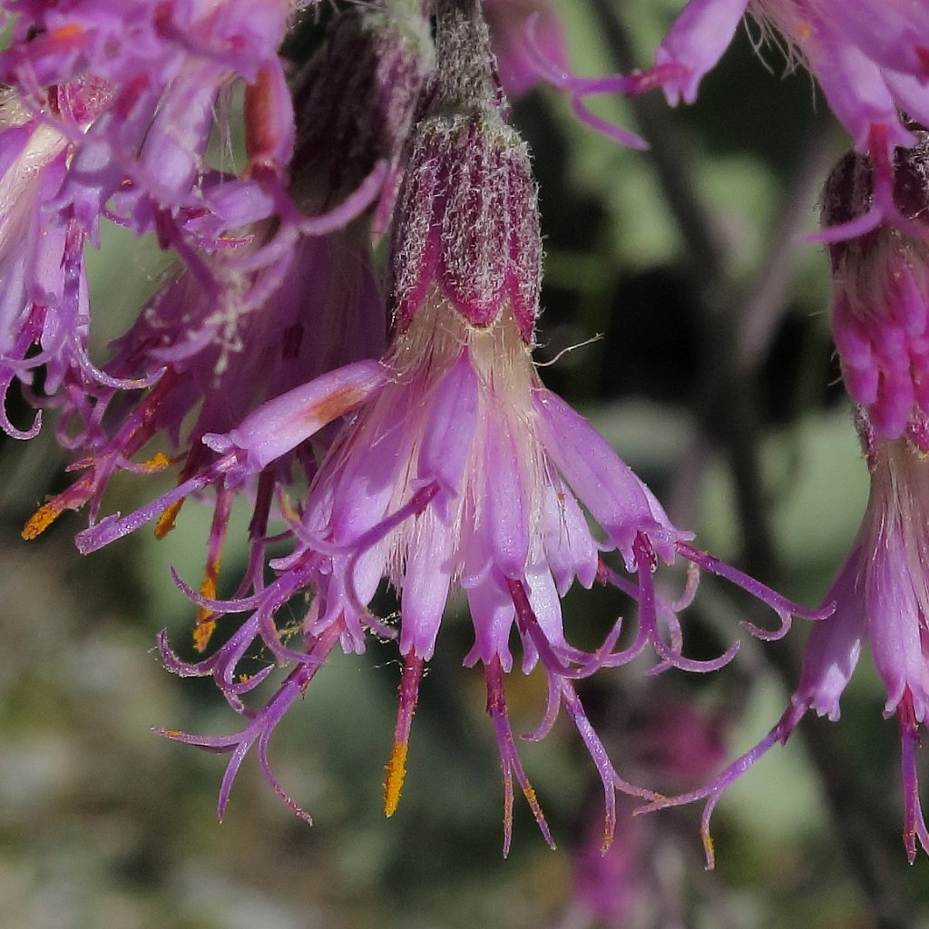 Adenostyles leucophylla (White-leaved Adenostyle)