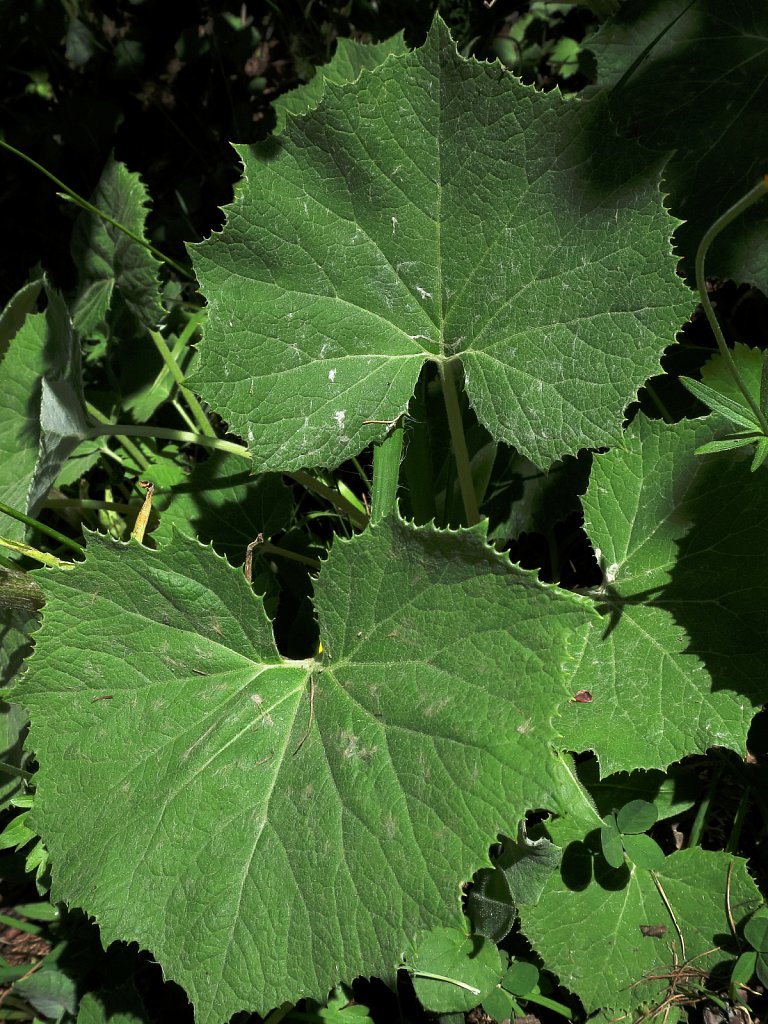 Petasites albus (White Butterbur)