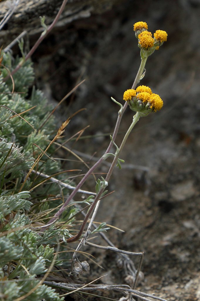 Artemisia glacialis (Glacial Mugwort)