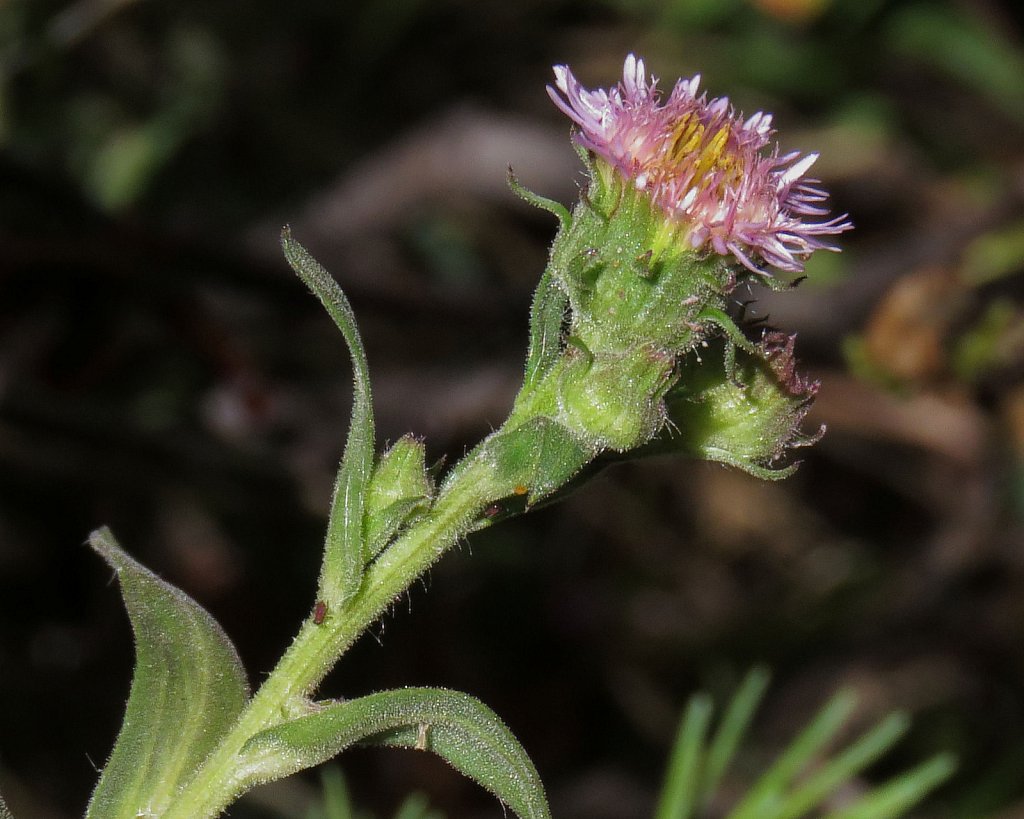 Erigeron atticus (Greek Fleabane)